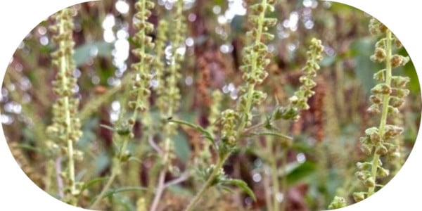 Common Ragweed Flowers