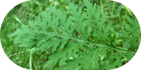 Common Ragweed Leaf