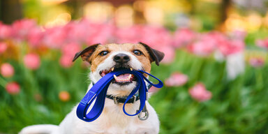 image of a dog holding a blue leash in its mouth.