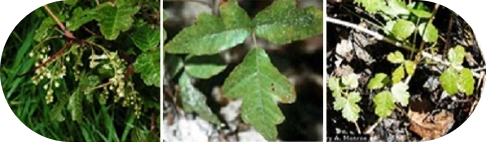 what poison oak looks like