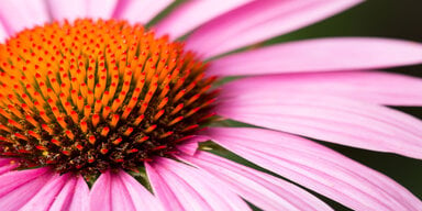 Imagen en primer plano de una flor con pétalos rosados y un centro naranja.