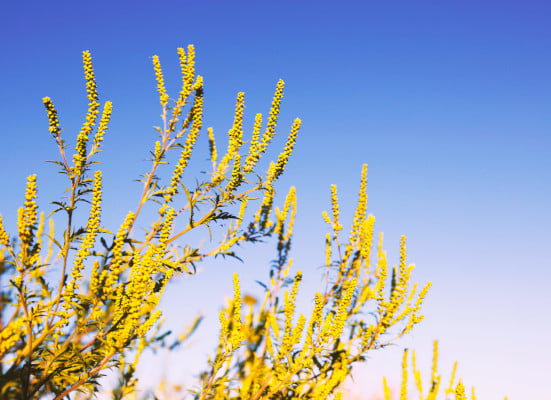 Ragweed Pollen Allergies: Symptoms, Treatment & More